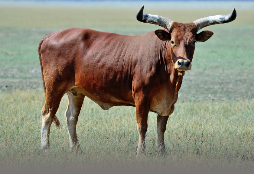 Watusi
