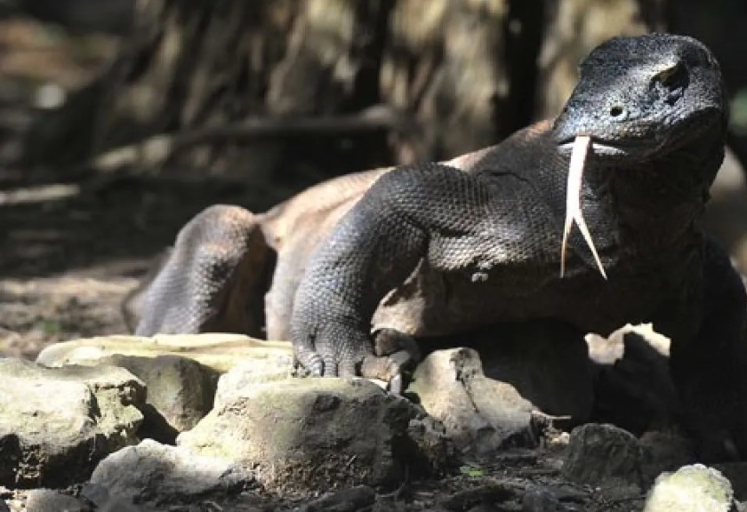 Pulau Komodo, Nusa Tenggara Timur 
