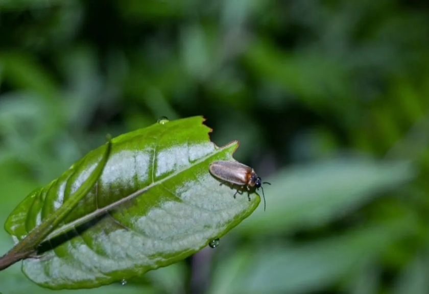 Kebun Raya Bedugul mengembangkan program eksplorasi kunang-kunang. 