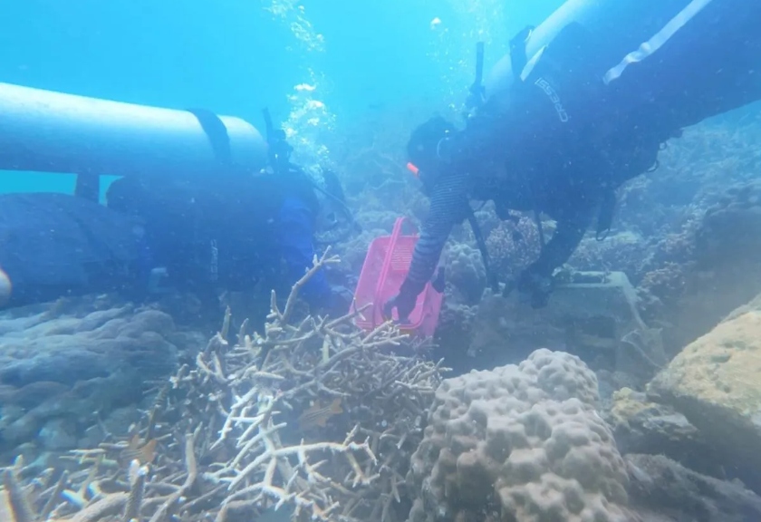 Transplantasi terumbu karang di perairan Pulau Pramuka