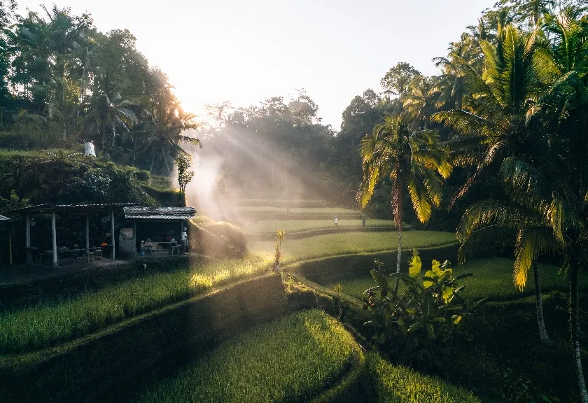 Sawah Ubud, Bali
