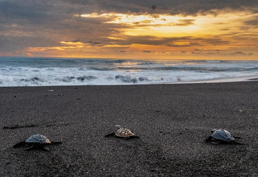 Aksi penyelamatan populasi penyu di Bantul, DIY.