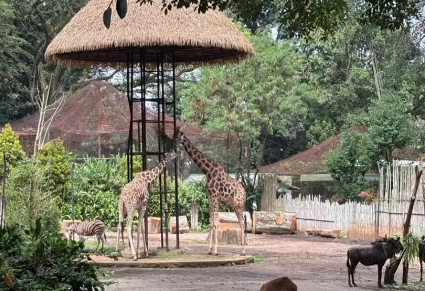 Kebun Binatang Bandung (Bandung Zoo)
