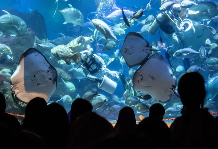 Pertunjukan Fish Feeding di Sea World, Ancol, Jakarta