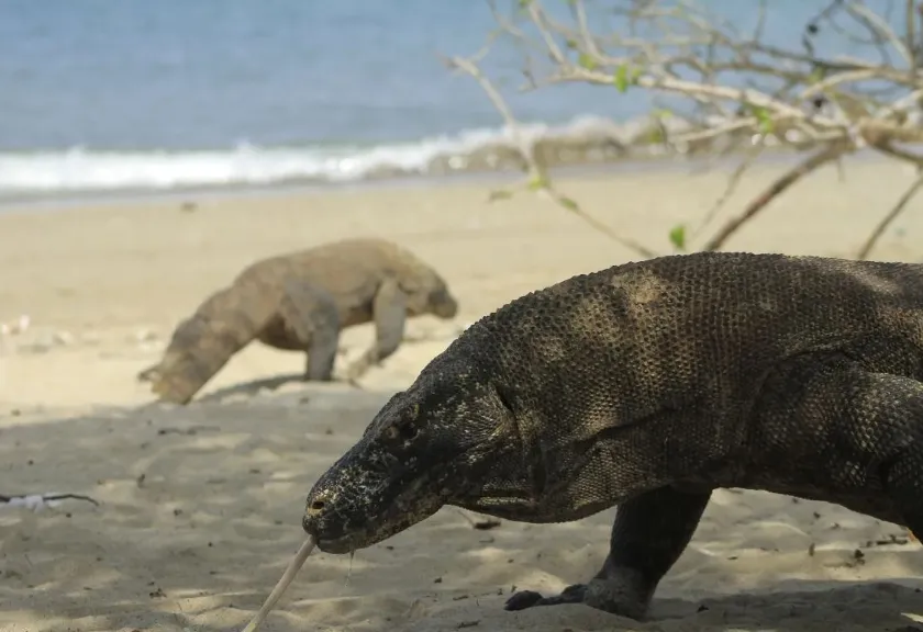 Taman Nasional (TN) Komodo