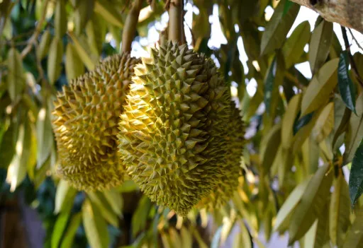 Ilustrasi - Wisata mencicipi durian premium di kebun