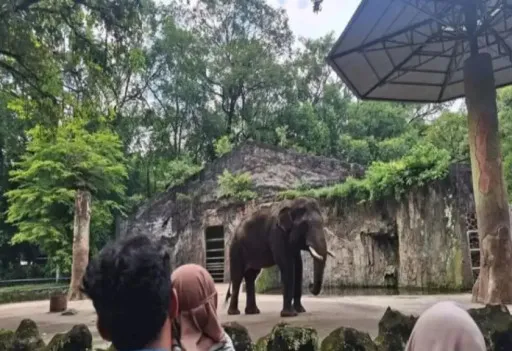 Pengunjung menyaksikan satwa gajah di Taman Margasatwa Ragunan, Jakarta Selatan.