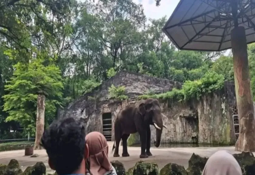 Pengunjung menyaksikan satwa gajah di Taman Margasatwa Ragunan, Jakarta Selatan.