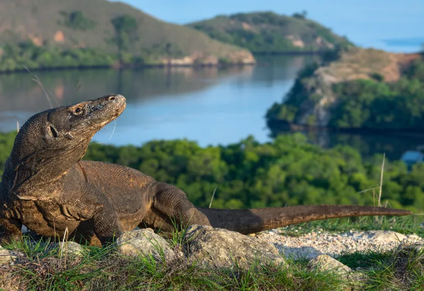 Pulau Komodo