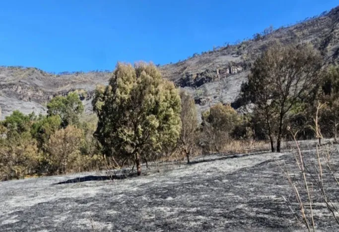 Padang rumput di kawasan Gunung Bromo, Jawa Timur 