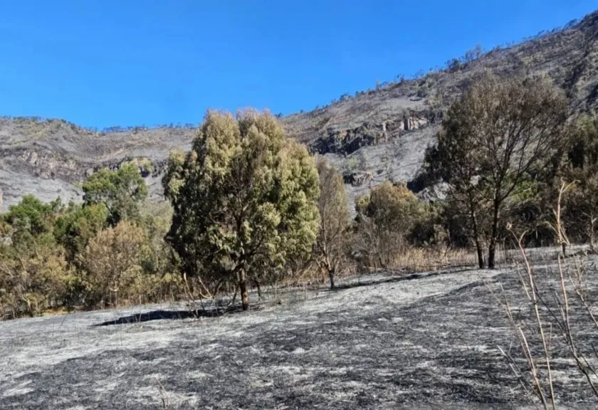 Padang rumput di kawasan Gunung Bromo, Jawa Timur 