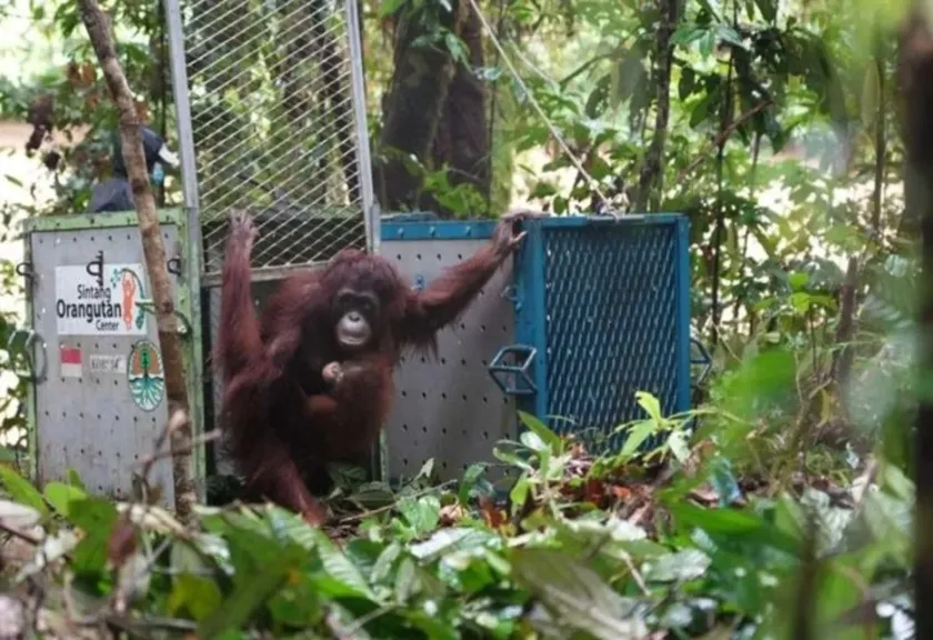 Individu orangutan kalimantan
