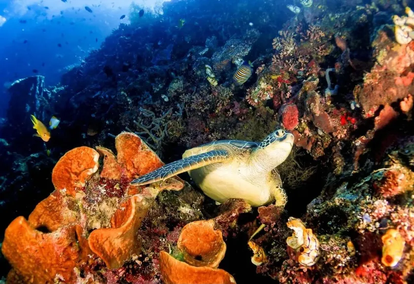 Keindahan Raja Ampat, Papua Barat Daya