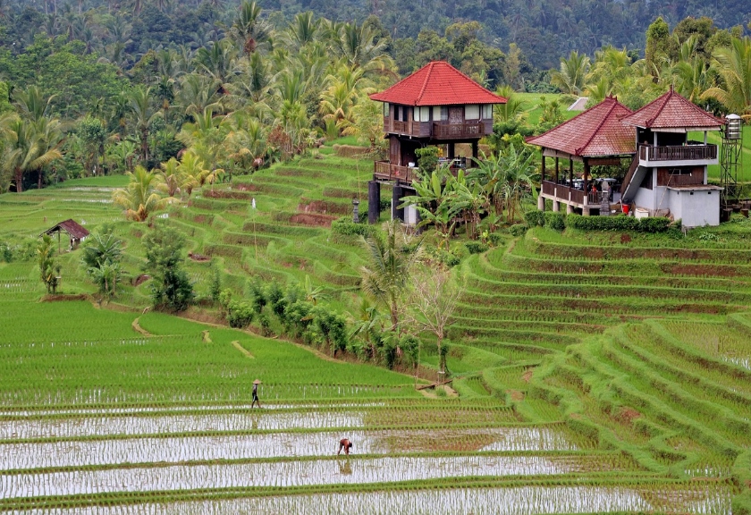 Persawahan di Bali