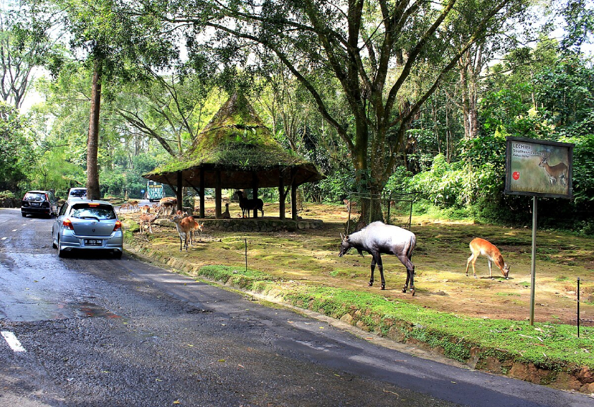 Taman Safari Bogor